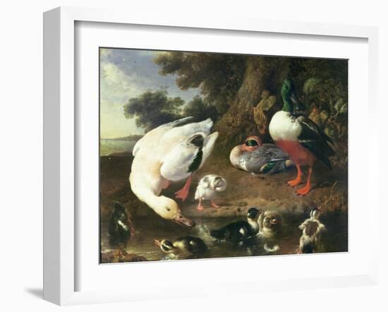 Farmyard Ducks-Melchior de Hondecoeter-Framed Giclee Print