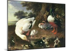 Farmyard Ducks-Melchior de Hondecoeter-Mounted Giclee Print