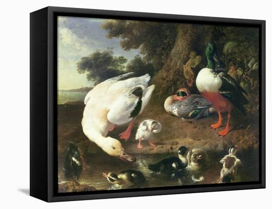 Farmyard Ducks-Melchior de Hondecoeter-Framed Stretched Canvas