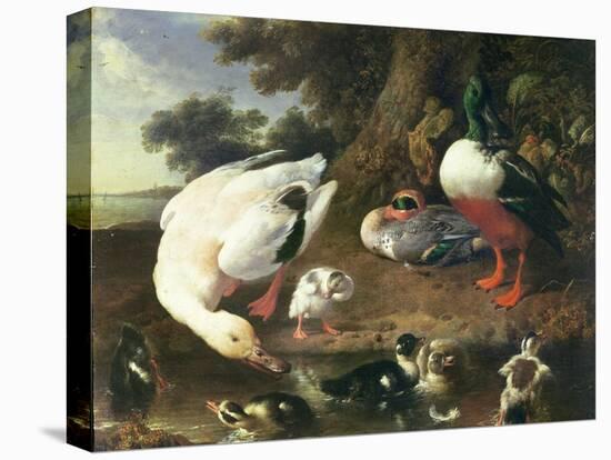 Farmyard Ducks-Melchior de Hondecoeter-Stretched Canvas