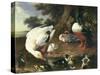 Farmyard Ducks-Melchior de Hondecoeter-Stretched Canvas