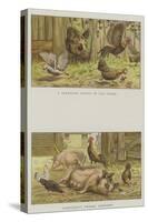 Farmyard Scenes-S.t. Dadd-Stretched Canvas