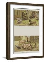 Farmyard Scenes-S.t. Dadd-Framed Giclee Print