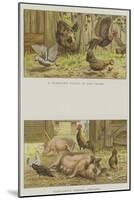 Farmyard Scenes-S.t. Dadd-Mounted Giclee Print