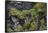 Faroes, rocks, vegetation-olbor-Framed Stretched Canvas