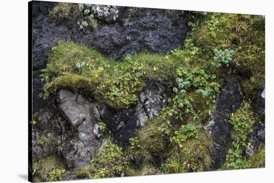 Faroes, rocks, vegetation-olbor-Stretched Canvas