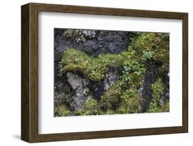 Faroes, rocks, vegetation-olbor-Framed Photographic Print