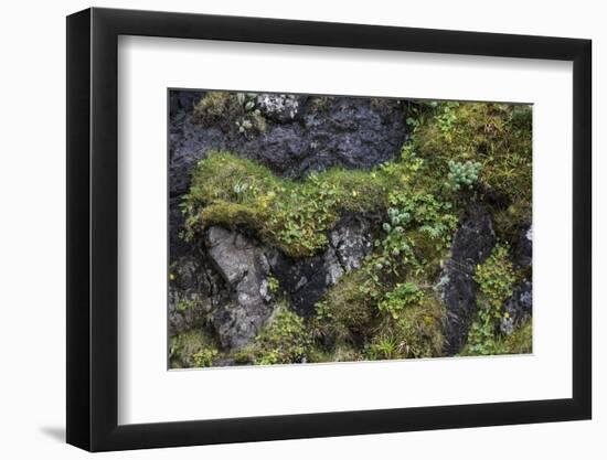 Faroes, rocks, vegetation-olbor-Framed Photographic Print