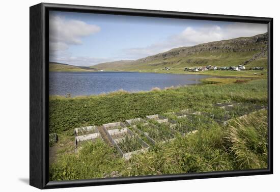 Faroes, Sandoy, field-olbor-Framed Photographic Print