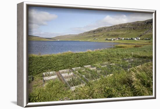 Faroes, Sandoy, field-olbor-Framed Photographic Print