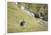 Faroes, sheep, waterfall-olbor-Framed Photographic Print