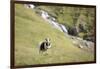 Faroes, sheep, waterfall-olbor-Framed Photographic Print