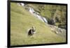 Faroes, sheep, waterfall-olbor-Framed Photographic Print