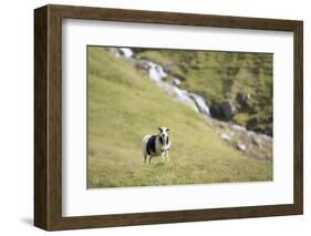 Faroes, sheep, waterfall-olbor-Framed Photographic Print
