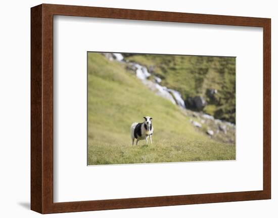 Faroes, sheep, waterfall-olbor-Framed Photographic Print