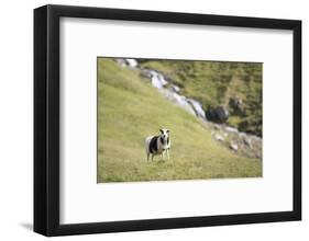 Faroes, sheep, waterfall-olbor-Framed Photographic Print