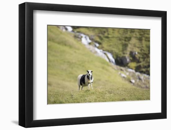 Faroes, sheep, waterfall-olbor-Framed Photographic Print