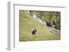 Faroes, sheep, waterfall-olbor-Framed Photographic Print