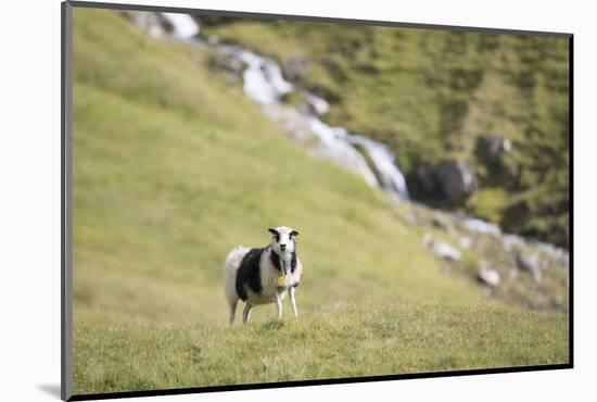 Faroes, sheep, waterfall-olbor-Mounted Photographic Print