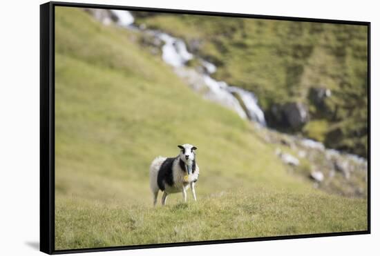 Faroes, sheep, waterfall-olbor-Framed Stretched Canvas