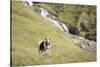 Faroes, sheep, waterfall-olbor-Stretched Canvas