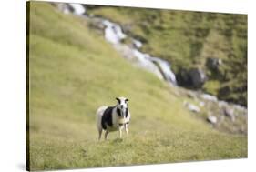 Faroes, sheep, waterfall-olbor-Stretched Canvas