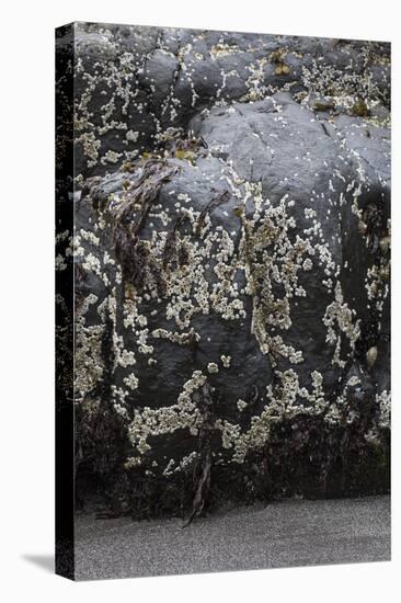 Faroes, shores, barnacles-olbor-Stretched Canvas