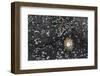 Faroes, shores, barnacles-olbor-Framed Photographic Print