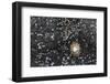 Faroes, shores, barnacles-olbor-Framed Photographic Print