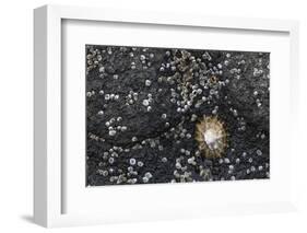 Faroes, shores, barnacles-olbor-Framed Photographic Print