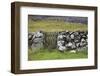 Faroes, stone wall-olbor-Framed Photographic Print