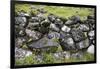 Faroes, stone wall-olbor-Framed Photographic Print