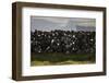 Faroes, stone wall-olbor-Framed Photographic Print