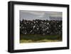 Faroes, stone wall-olbor-Framed Photographic Print