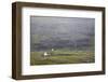 Faroes, Streymoy, Saksun, scenery, church-olbor-Framed Photographic Print