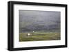 Faroes, Streymoy, Saksun, scenery, church-olbor-Framed Photographic Print