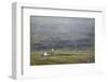 Faroes, Streymoy, Saksun, scenery, church-olbor-Framed Photographic Print