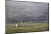 Faroes, Streymoy, Saksun, scenery, church-olbor-Mounted Photographic Print