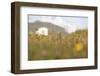 Faroes, Vagar, flower meadow-olbor-Framed Photographic Print