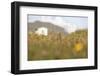 Faroes, Vagar, flower meadow-olbor-Framed Photographic Print