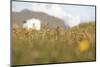 Faroes, Vagar, flower meadow-olbor-Mounted Photographic Print