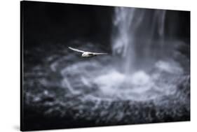 Faroes, Vagar, Gasadalur, fulmar, Fulmarus glacialis, waterfall-olbor-Stretched Canvas