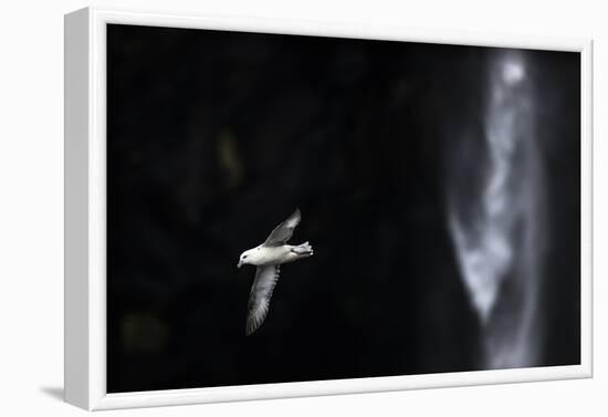 Faroes, Vagar, Gasadalur, fulmar, Fulmarus glacialis, waterfall-olbor-Framed Photographic Print