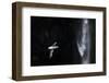 Faroes, Vagar, Gasadalur, fulmar, Fulmarus glacialis, waterfall-olbor-Framed Photographic Print