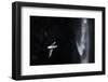 Faroes, Vagar, Gasadalur, fulmar, Fulmarus glacialis, waterfall-olbor-Framed Photographic Print