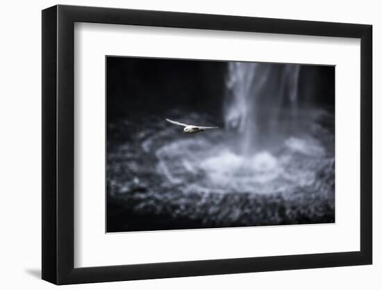 Faroes, Vagar, Gasadalur, fulmar, Fulmarus glacialis, waterfall-olbor-Framed Photographic Print