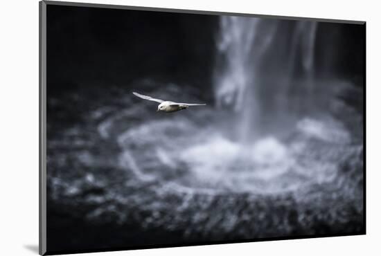 Faroes, Vagar, Gasadalur, fulmar, Fulmarus glacialis, waterfall-olbor-Mounted Photographic Print