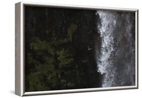 Faroes, Vagar, Gasadalur, puffin, Fratercula arctica, waterfall-olbor-Framed Photographic Print