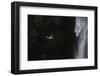 Faroes, Vagar, Gasadalur, puffin, Fratercula arctica, waterfall-olbor-Framed Photographic Print