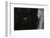 Faroes, Vagar, Gasadalur, puffin, Fratercula arctica, waterfall-olbor-Framed Photographic Print